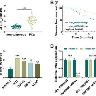 Circ 0085494 Silencing Inhibited PCa Cell Malignant Phenotypes In