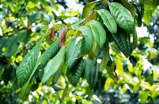 Blog Tempat berbagi hobi bonsai: Pohon Bulian/Ulin/Kayu Besi, Ayo ...