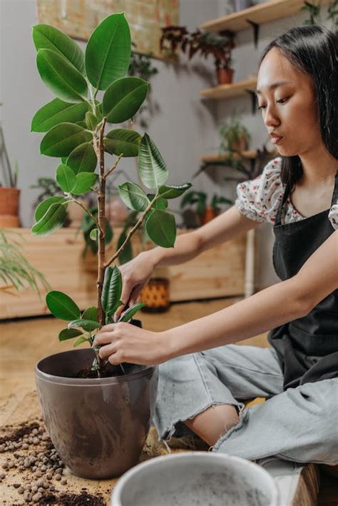 Plantas De Interior Descubre Las Especies Para Decorar