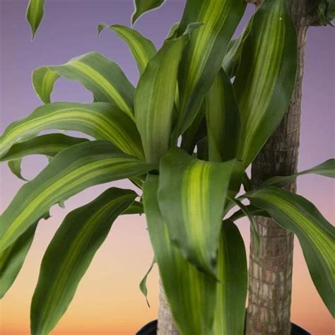 How to Propagate Dracaena fragrans (Corn Plant Propagation)