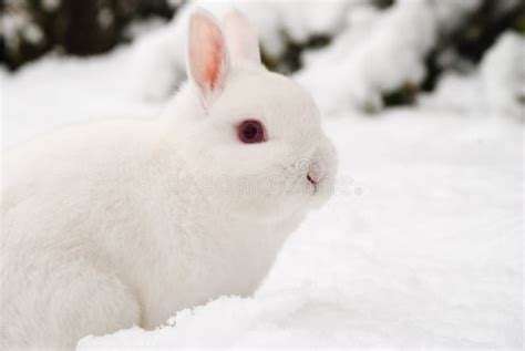 4768 White Rabbit Snow Stock Photos Free And Royalty Free Stock Photos