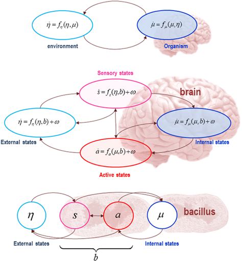 The Markov blanket and active inference. A Markov blanket is a set of ...