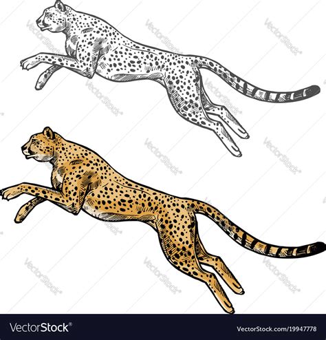 Cheetah sketch wild animal icon Royalty Free Vector Image