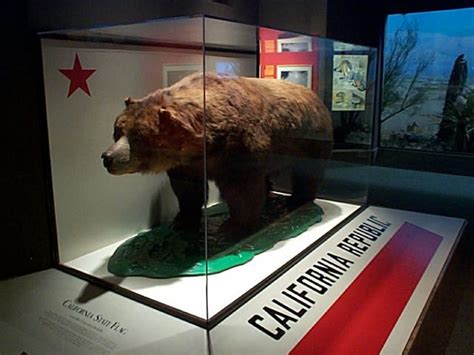 California Grizzly Bear Facts Habitat Pictures And Diet