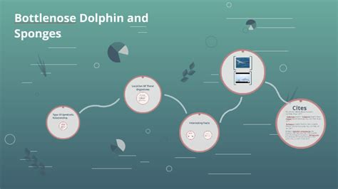 Bottlenose Dolphin And Sponges By Brittany Cros On Prezi