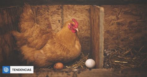 Qué vino primero el huevo o la gallina Científicos revelan nueva teoría