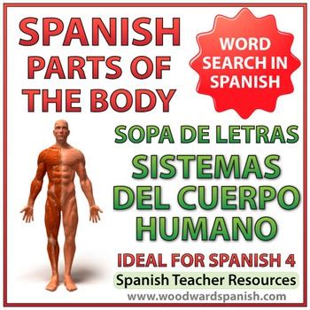 Spanish Names Of Body Systems Word Search By Woodward Education