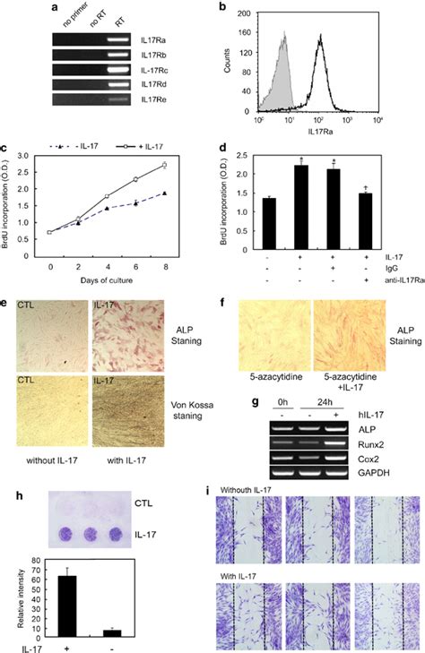 IL 17 Induces HMSC Proliferation Osteoblastic Differentiation