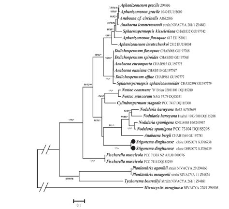 Maximum Likelihood Ml Phylogenetic Tree Of Cyanobacteria Based On