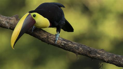 Toucan HD, HD Wallpaper | Rare Gallery