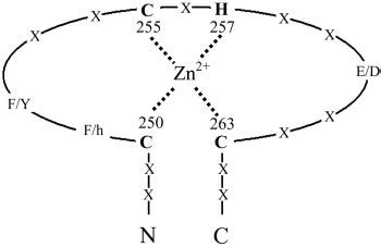 A schematic drawing of a zinc-finger motif. The schematic view of the ...