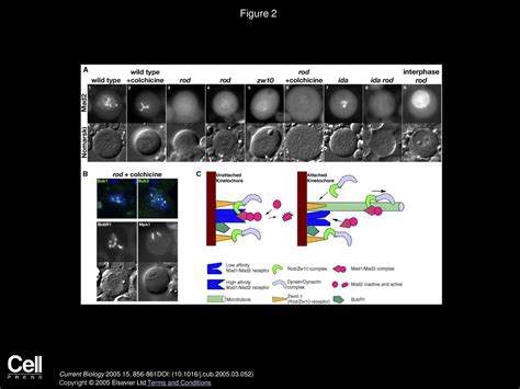 Recruitment Of Mad To The Kinetochore Requires The Rod Zw Complex