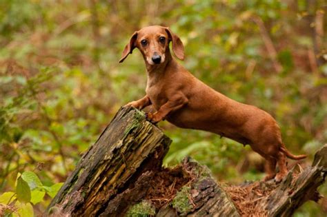 Dachshund Breed Characteristics Care And Photos Bechewy