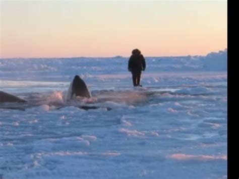 VIDÉO Des orques coincées en baie d Hudson Sciences et Avenir