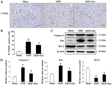 Effect Of Puerarin On Ddp Induced Expression Of Apoptosis Associated