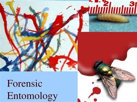 Ppt Forensic Entomology Powerpoint Presentation Free Download Id 9492270