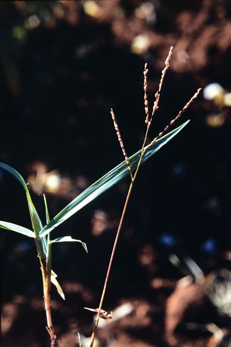 Digitaria Abyssinica Poaceae Image 221564 At PhytoImages Siu Edu