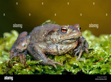 Krotenbilder High Resolution Stock Photography And Images Alamy