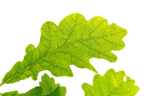 Wallpaper Id 288821 Oak Leaf Green Tree Leaf Green Leaf Leaf