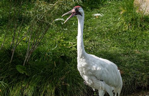 Whooping Crane Nature Canada