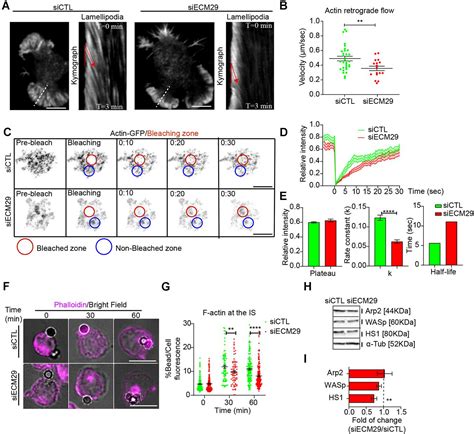 Frontiers Ecm Dependent Proteasome Localization Regulates