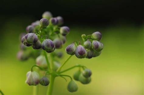 50 lat Ogrodu Ogród Botaniczny w Powsinie