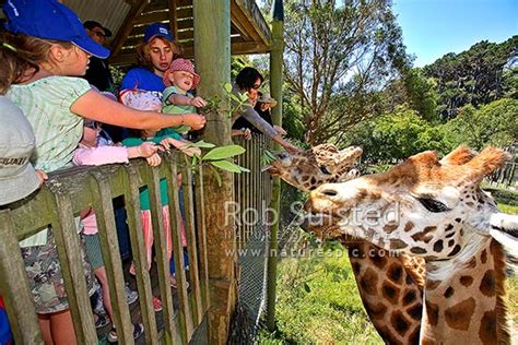 People Enjoying Feeding Time For Giraffes Giraffa Camelopardalis At