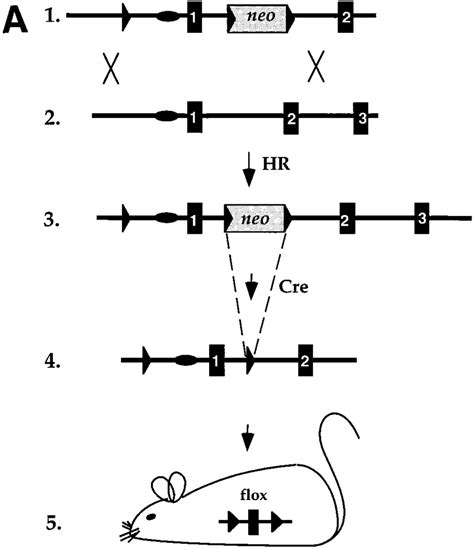 A Generation Of Mice With Loxp Flanked Target Genes Flox 1 Gene