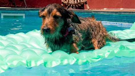 Camping Con Piscina Para Perros La Escapada Perfecta Para Tus Mascotas