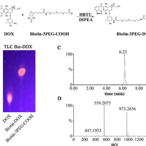 Synthesis Of Biotinylated Doxorubicin A Chemical Reaction Equation