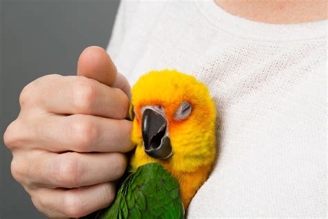 How To Train Your Bird To Allow Petting