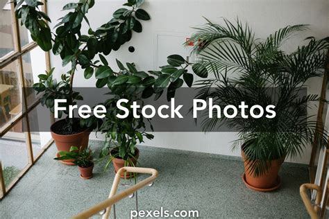 Indoor Plants Fern Photos, Download The BEST Free Indoor Plants Fern Stock Photos & HD Images