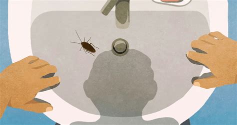 El Origen Y La Propagaci N De La Cucaracha Alemana Blattella Germ Nica