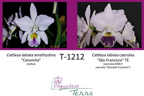 Cattleya labiata amethystina Canoinha X Cattleya labiata coerulea São