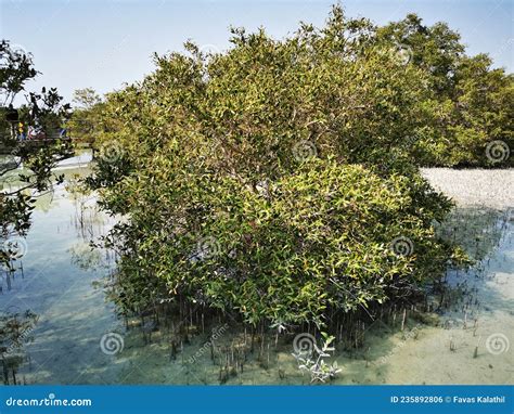 Mangrove Trees In Al Jubail Park In Abu Dhabi UAE Stock Photo Image