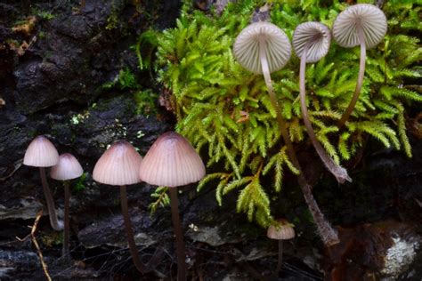 Mycena Mushroom Species The Mycota Of Santa Cruz County