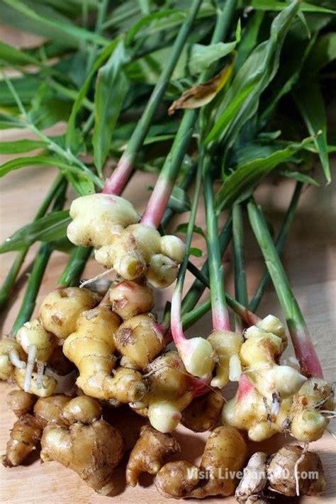 Potted Ginger Harvest Learn How To Grow Your Own Ginger This Winter