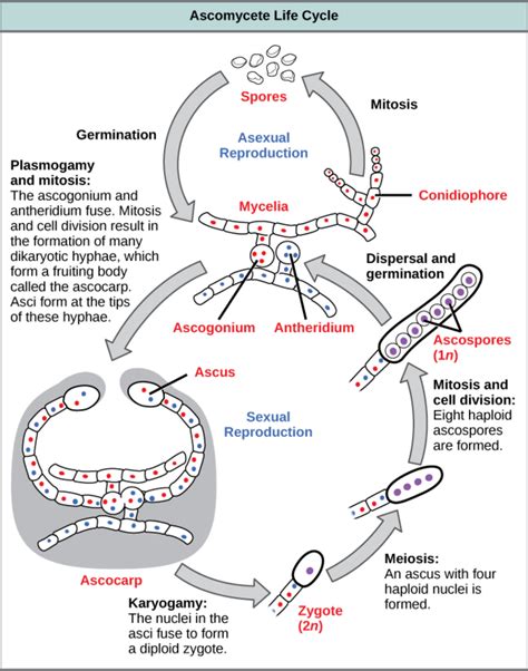 817g Ascomycota The Sac Fungi Biology Libretexts