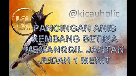 Pancingan Anis Kembang Betina High Quality Jedah 1 Menit YouTube