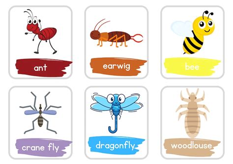 Minibeast Flash Cards Etsy Uk