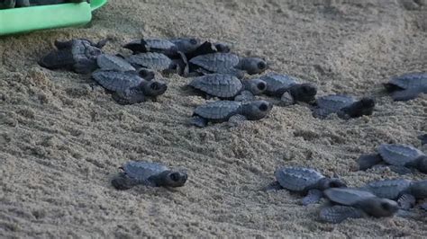 Activists Release Sea Turtle Hatchlings Youtube