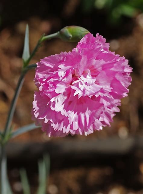 DIANTHUS ROSE DE MAI Cotswold Garden Flowers