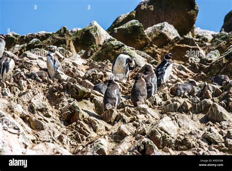 Bandada De Pingüinos De Humboldt En Las Islas Ballestas La Península