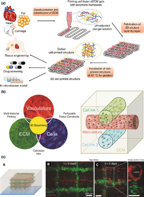 D Bioprinting Of Biomimetic Extracellular Matrices Ecms A