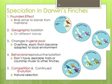 Evolution Darwin S Finches Flashcards Quizlet