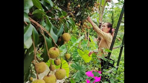 Harvest Fresh Lychee Garden Goes To Market Sell Build Life Farm