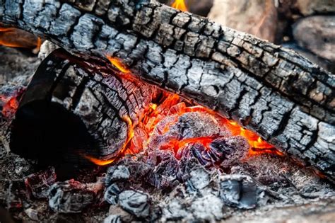 Les Cendres De Bois Sont Elles Bonnes Pour Les Plantes Voici Notre Guide