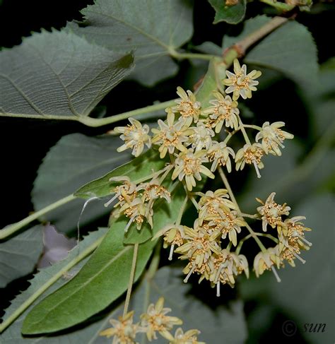 Tilia Mandshurica Изображение особи Плантариум