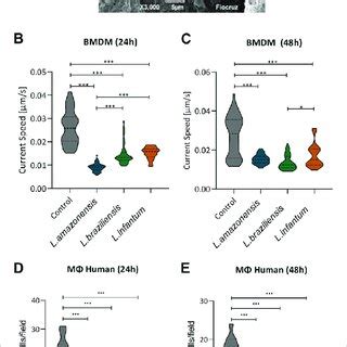 Leishmania Reduces Macrophage Migration In A D Environment