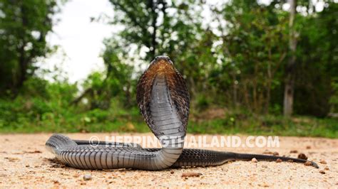 Naja Siamensis Indochinese Spitting Cobra